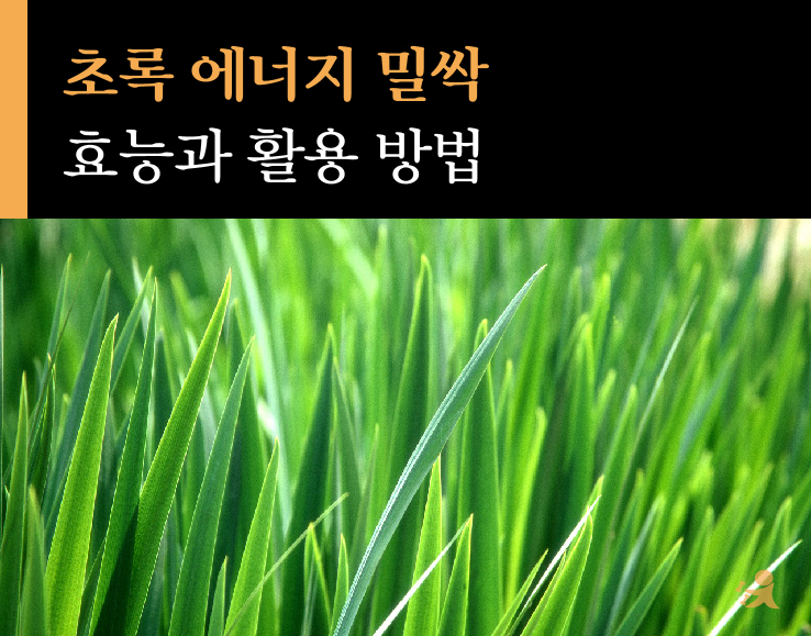 밀싹 효능과 활용 방법(블로그)-01.jpg